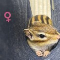 シマリス2匹1歳3ヶ月♂︎♀︎のペア