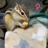 シマリス2匹1歳3ヶ月♂︎♀︎のペア サムネイル2