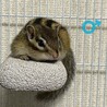 シマリス2匹1歳3ヶ月♂︎♀︎のペア サムネイル3