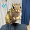 シマリス2匹1歳3ヶ月♂︎♀︎のペア サムネイル4