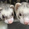 メスオスのフェレットちゃんを大切にしてくださる方 サムネイル1