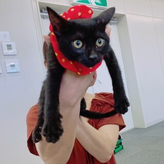 お膝も撫でられるのも大好きだよ！那護ちゃん