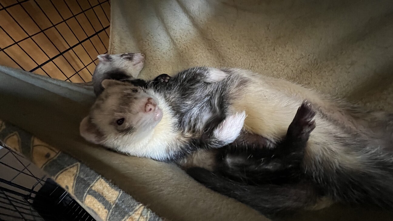 メスオスのフェレットちゃんを大切にしてくださる方 サムネイル2