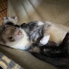 メスオスのフェレットちゃんを大切にしてくださる方 サムネイル2