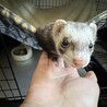 メスオスのフェレットちゃんを大切にしてくださる方 サムネイル3
