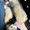 メスオスのフェレットちゃんを大切にしてくださる方 サムネイル4
