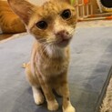 人懐っこい元野良猫 ※急募