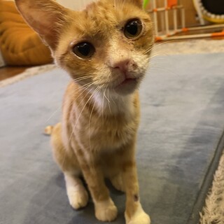 人懐っこい元野良猫 ※急募