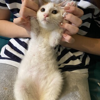 ポンポンしっぽがかわいい♡のぞみちゃん