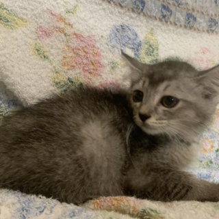 可愛いサバとら去勢済み 写楽君