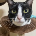 2歳の白黒ハチワレの雌猫です。