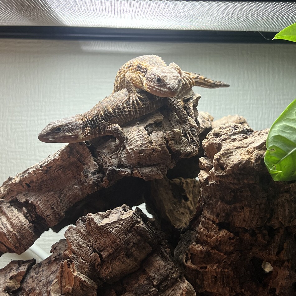 ひなのカバー写真