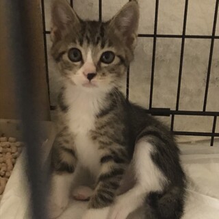 野良猫お母さんの子猫（男のコ）キジシロです♪