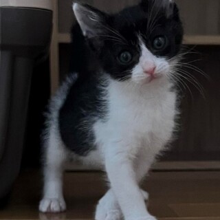 ハチワレ美人、お茶目でかわいい　ヤマネちゃん