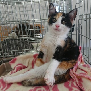 控え目な甘えん坊の三毛猫♀約3ヶ月