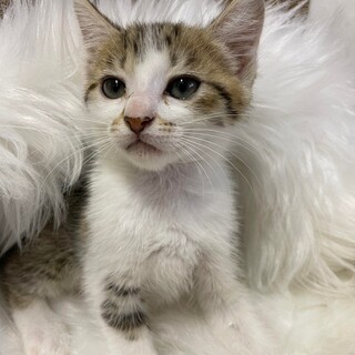 昆布ちゃん【トライアル中】