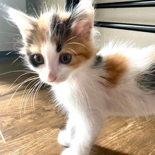 イナちゃん、【トライアル決定】