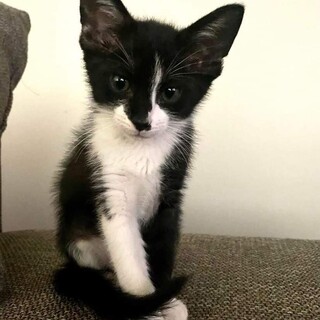 ブゼン君【トライアル中】