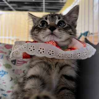 ありがとうございます