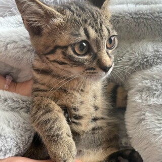 ありがとうございます