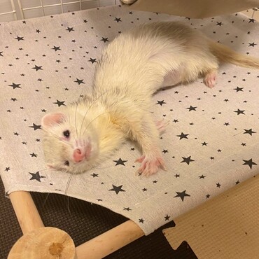 ダイソーのペットベッド気に入ってくれてうれしい☺︎♡
