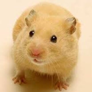 キンクマハムスター(メス)の里親募集