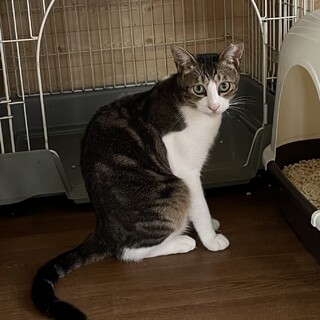 【里親さん決まりました】母子で保護中！ママ猫です