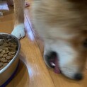 子犬里親緊急募集