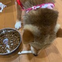 里親緊急募集