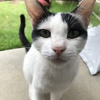 この子が安心して暮らせるお家を探しています