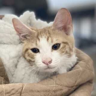 甘えっ子の茶白君！生後3か月！