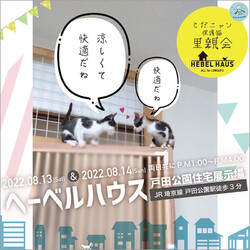 とだニャン保護猫里親会 サムネイル2