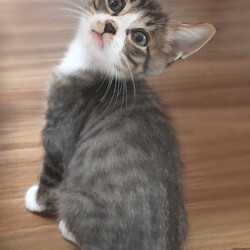 とだニャン保護猫里親会 サムネイル3