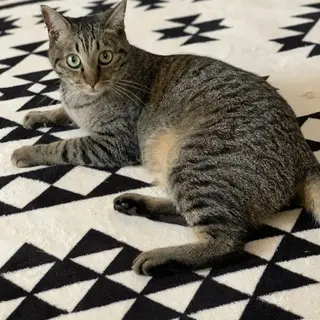 優しい性格のフー君