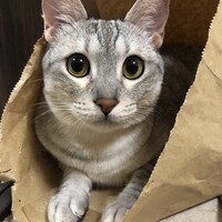 いぶき