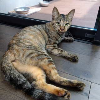 とっても人懐っこいメスのサビ猫ちゃん