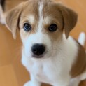 【トライアル中】子犬の男の子生後２ヶ月