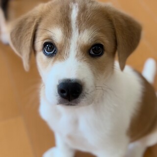 【トライアル中】子犬の男の子生後２ヶ月