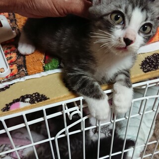 サバ白のアビー君、里親さん募集