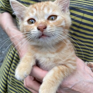 宮城県北部より猫の里親を募集します