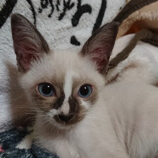 白ねこのルーン君里親さん募集一時停止