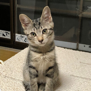 オードリーちゃん◆小柄で身軽、肩乗りニャンコ 