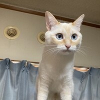 佐々木つくね
