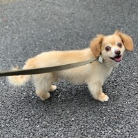 ハク