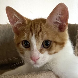 おもちゃ大好き☆元気いっぱいな茶シロのクロト君❣️