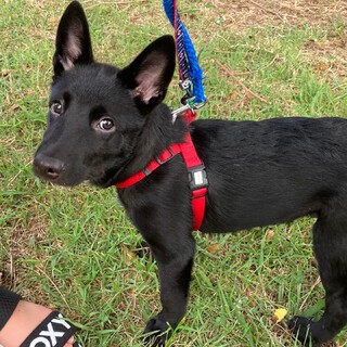 後肢に欠損ありジェン君