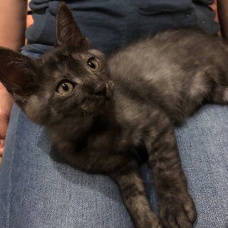 お膝大好き！濃いグレーキジ生後4か月男の子