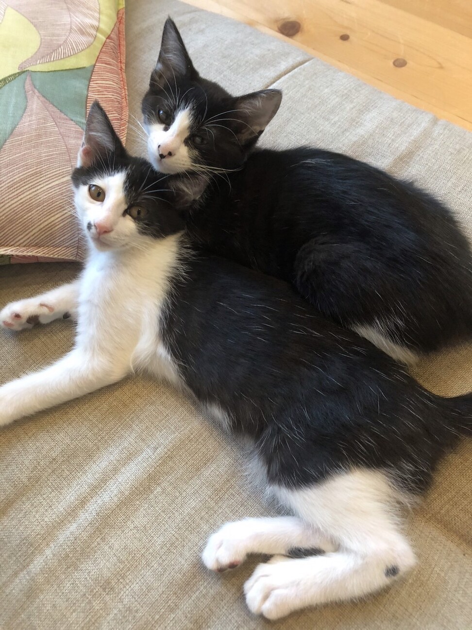 綺麗なハチワレ好奇心旺盛 静岡県 猫の里親募集 ペットのおうち 月間利用者150万人