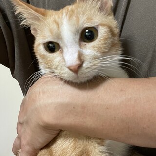 人も猫も大好きな可愛い茶白子猫ちゃん！