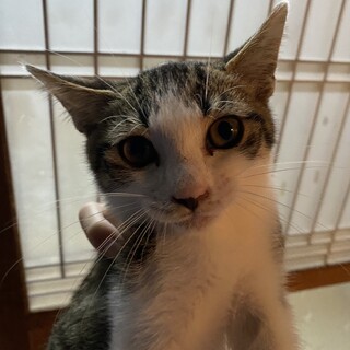 キジ白の男の子